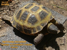 female Russian/Horsefield's Tortoise