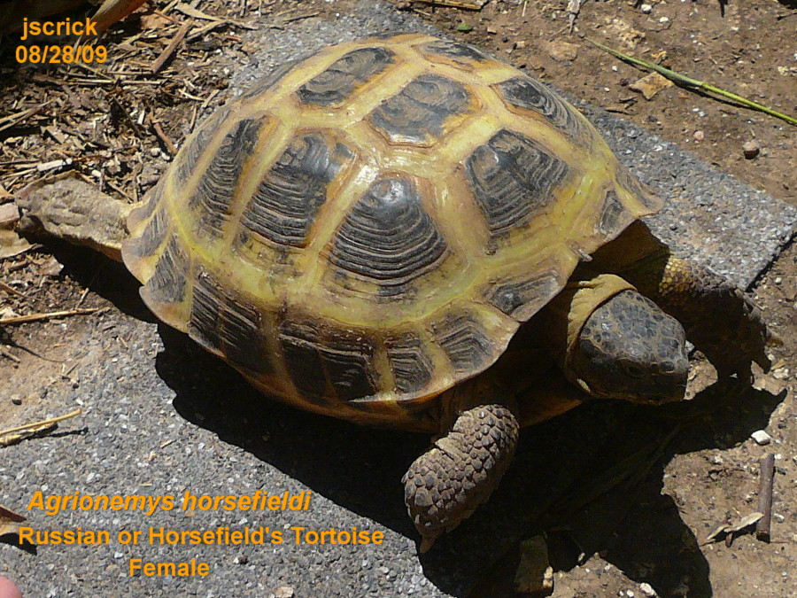 female Russian/Horsefield's Tortoise