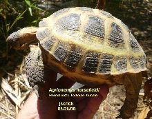 female Russian/Horsefield's Tortoise
