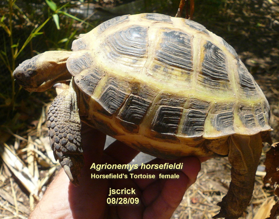 female Russian/Horsefield's Tortoise