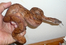 Salmontine