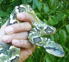 Sanzinia