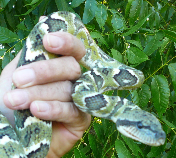 Sanzinia