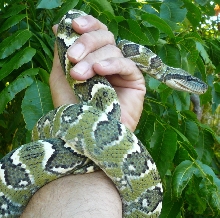 Sanzinia