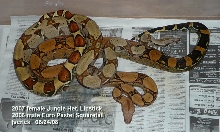 Jungle het Lipstick female and Squaretail male.