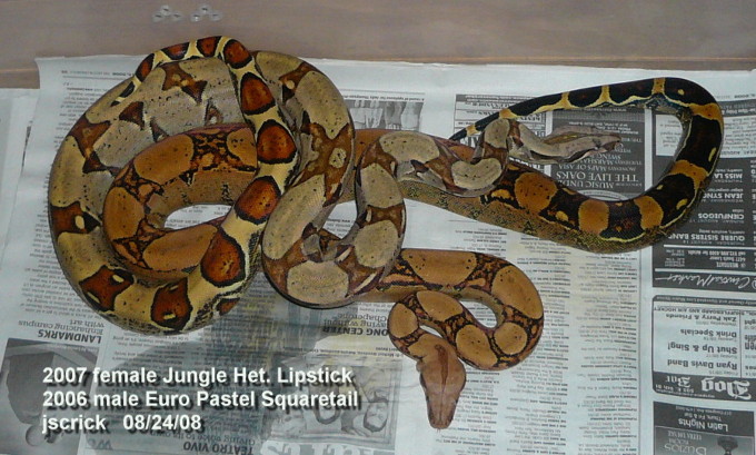 Jungle het Lipstick female and Squaretail male.