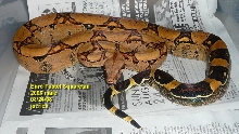 Squaretail male