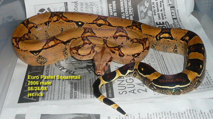 Squaretail male