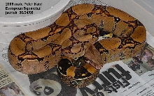 Squaretail