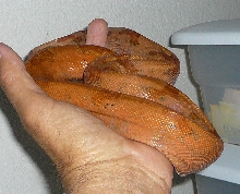 Sunset Boa