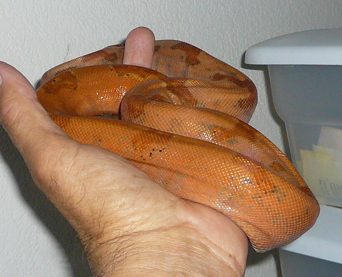 Sunset Boa
