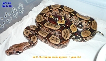 W.C. Suriname male