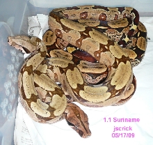 Suriname pair