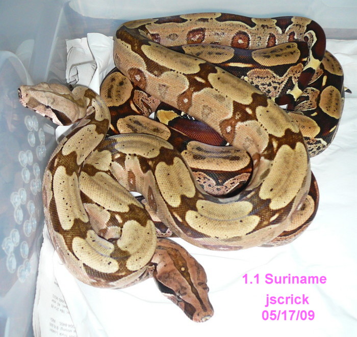 Suriname pair