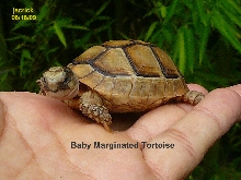 Baby T. marginata