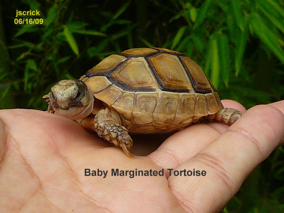 Baby T. marginata
