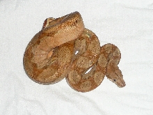 '07 male T-positive C.A.