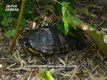 nesting Trachemys scripta