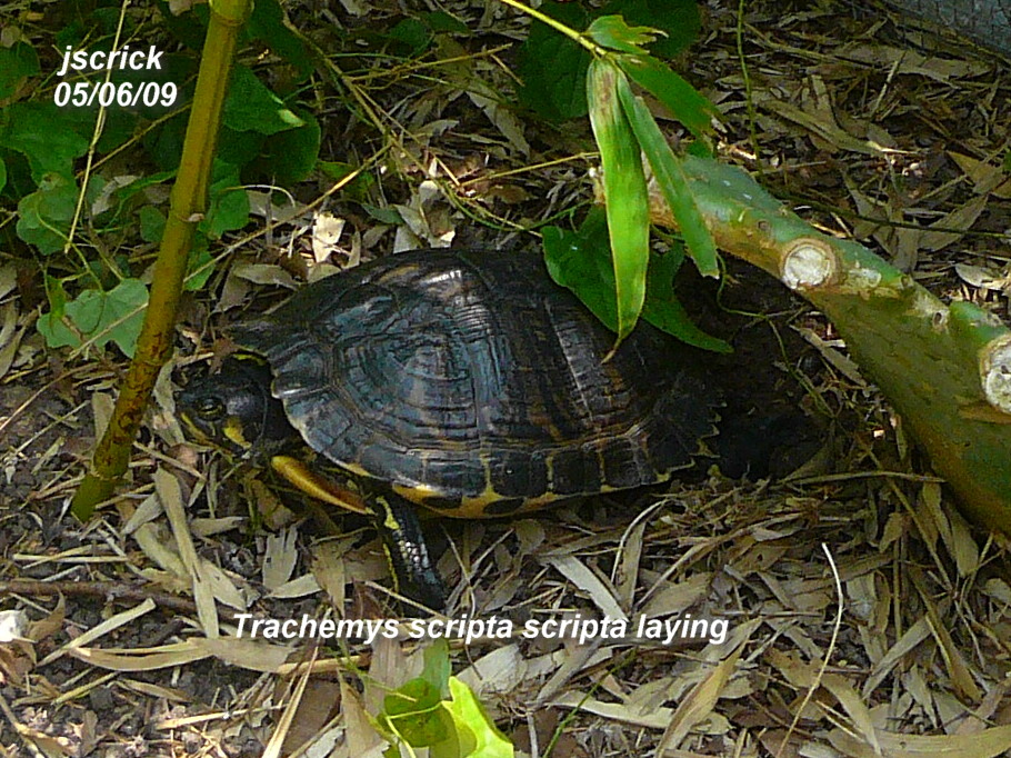 nesting Trachemys scripta