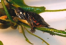 Eastern painted