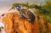 baby Eastern Painted