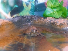 baby three toed