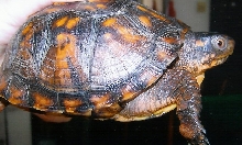 new box turtle