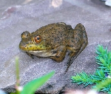 frog