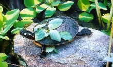 eastern painted