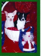 Maggie May and Misha