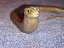 this is my kewtie leopard gecko