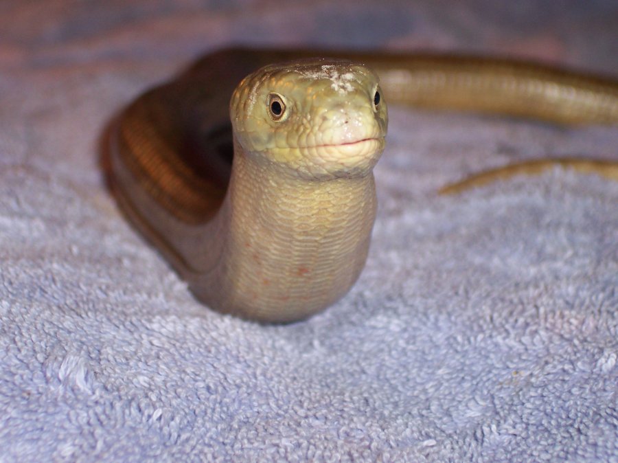 this is my kewtie leopard gecko
