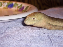 my leopard gecko