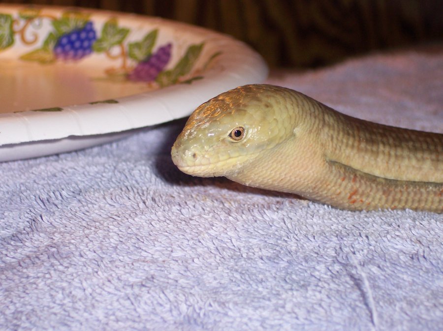 my leopard gecko