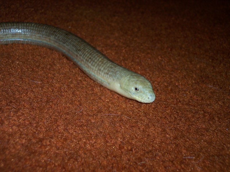 matty the leopard gecko