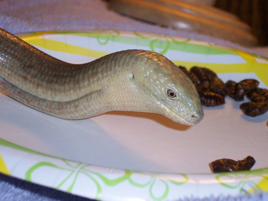 gekco treatz