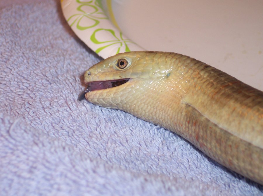 :O