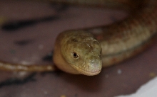 hypomelanistik albino spotted striped corn snaake