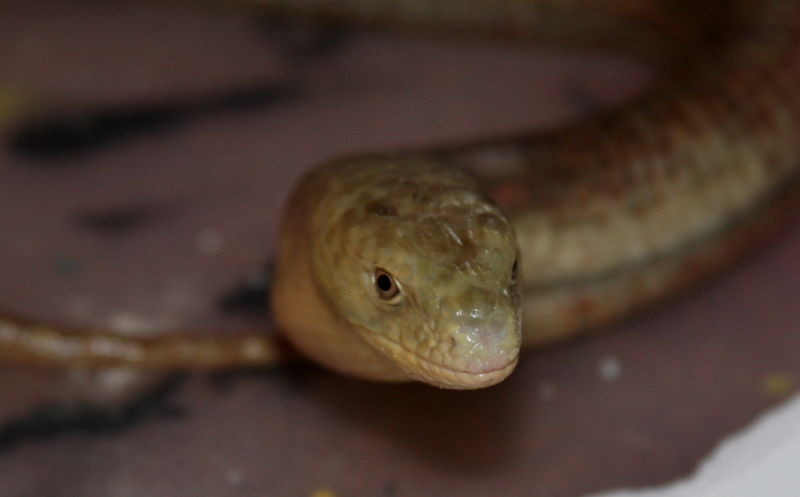 hypomelanistik albino spotted striped corn snaake