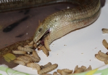 rare vemonermous lizard