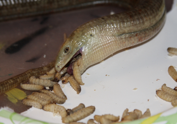 rare vemonermous lizard