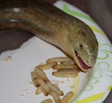 pak man frog