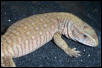 Hypo ? Savanna Monitor