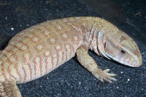 Hypo ? Savanna Monitor
