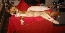 Ding-gal lounging around