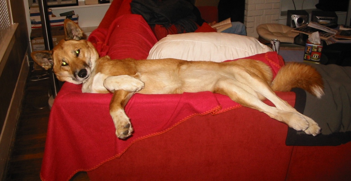 Ding-gal lounging around