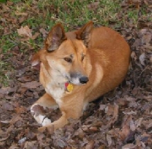 My little dingo girl