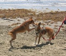 Dingo X (on right) and look-alike friend