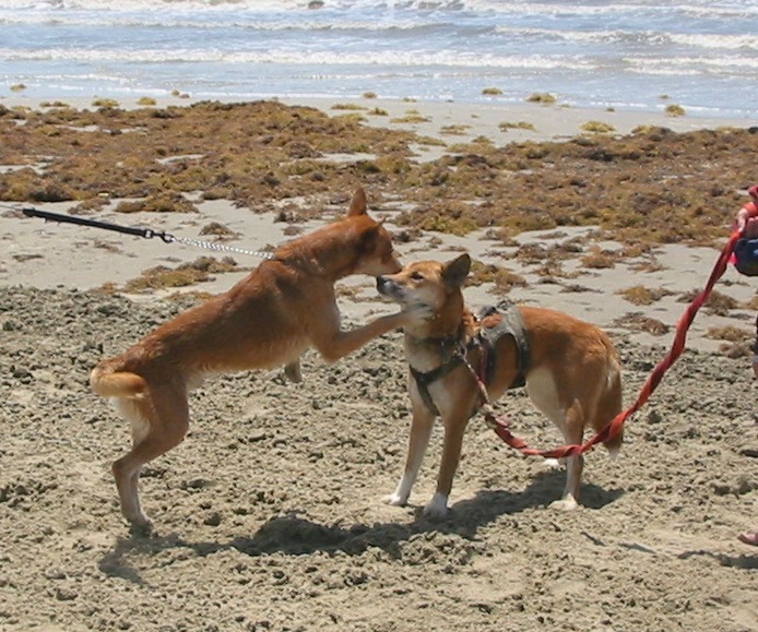 Dingo X (on right) and look-alike friend