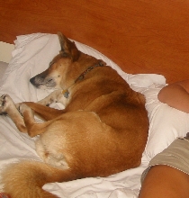 Making herself at home on a hotel bed